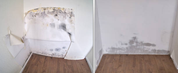 Best Same-Day Mold Removal  in Safford, AZ